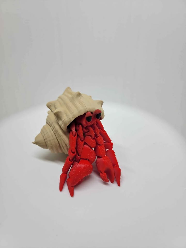 Hermit Crab