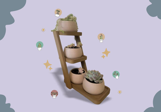 Charming Succulent Display