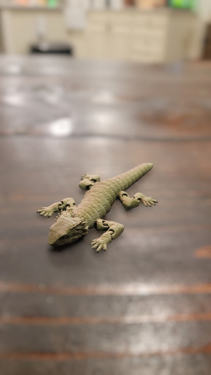 Bearded Dragon